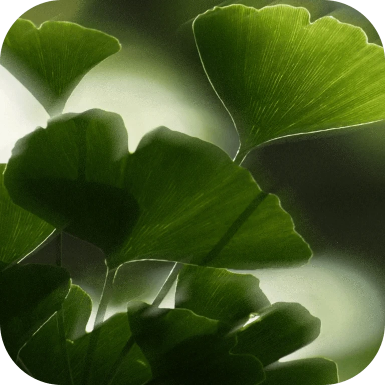 Zachte groene ginkgo bladeren, natuurlijk en huidvriendelijk voor rustige verzorging